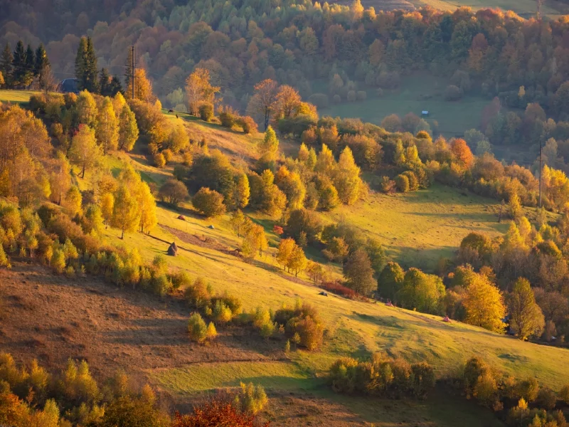 природа, горы, осень, карпаты, лес