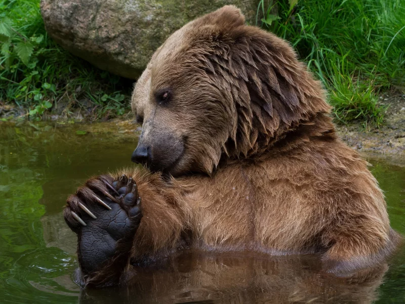 медведь, вода, природа