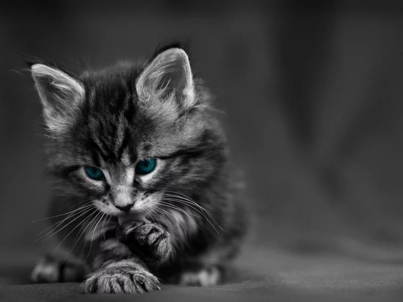 котенок, милый, взгляд, лапки