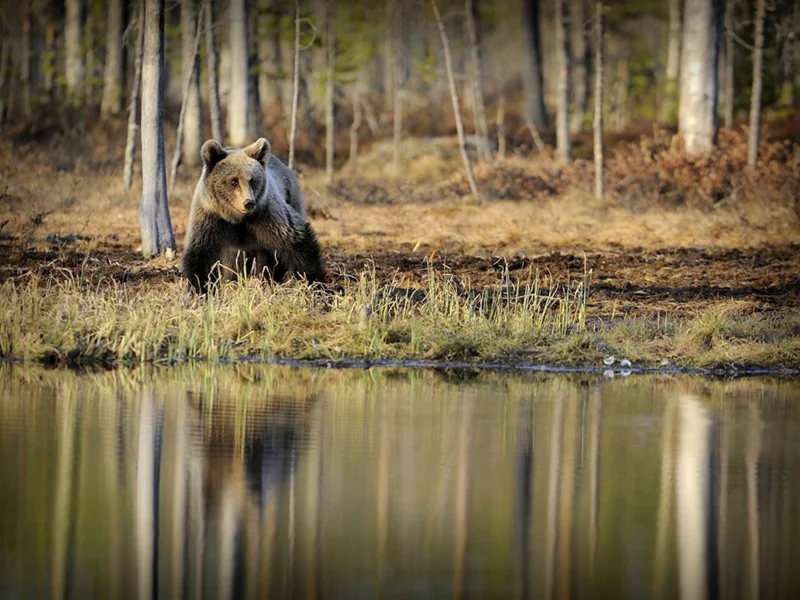 медведь, лес, водоём