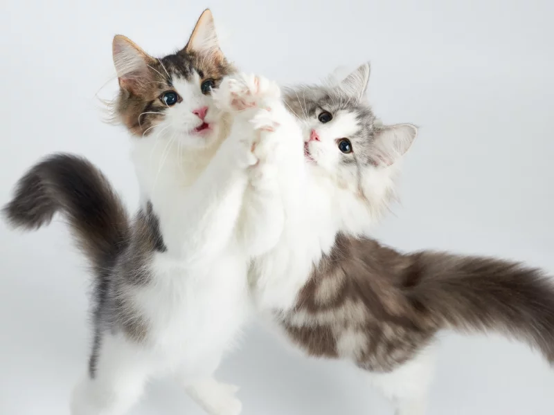 котята, игра