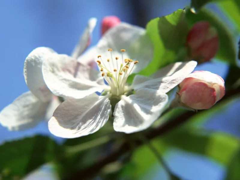 природа, цветы