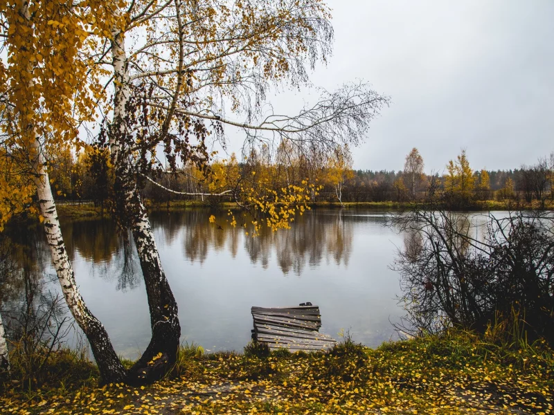 деревья, вода