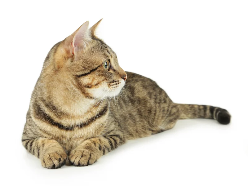 кошка, животные, взгляд, уши