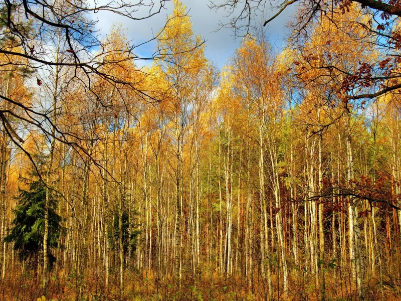 пейзаж, природа, красота