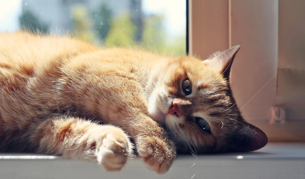 кошка, животные, лежит, уши