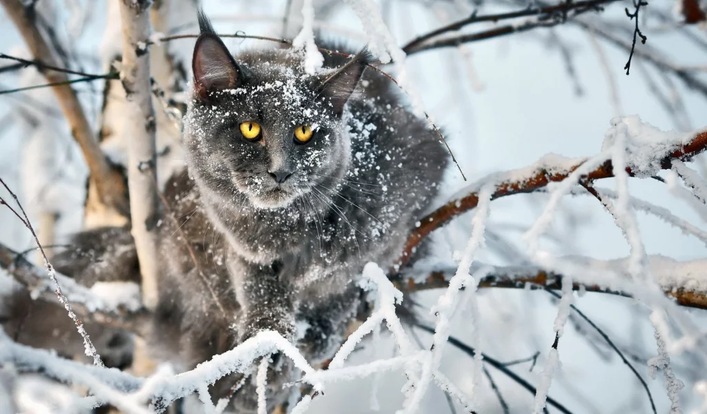 кот, взгляд, усы