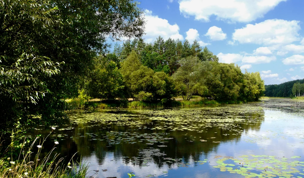 река, лес, облака