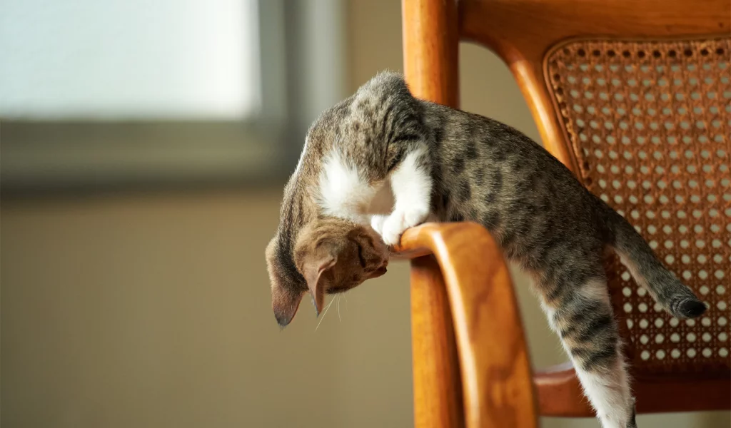 котёнок, играет