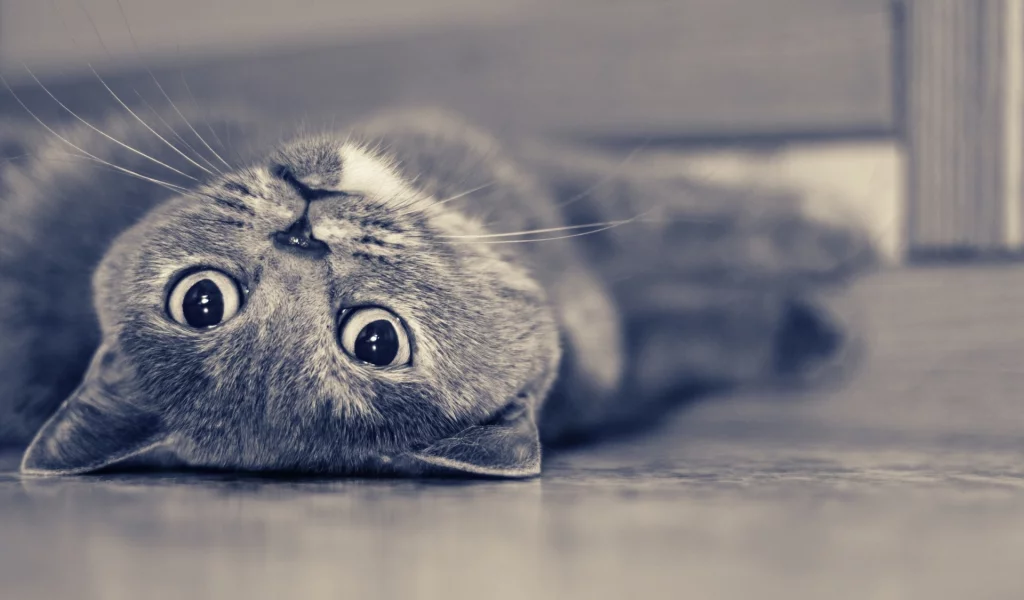 кот, взгляд, животное