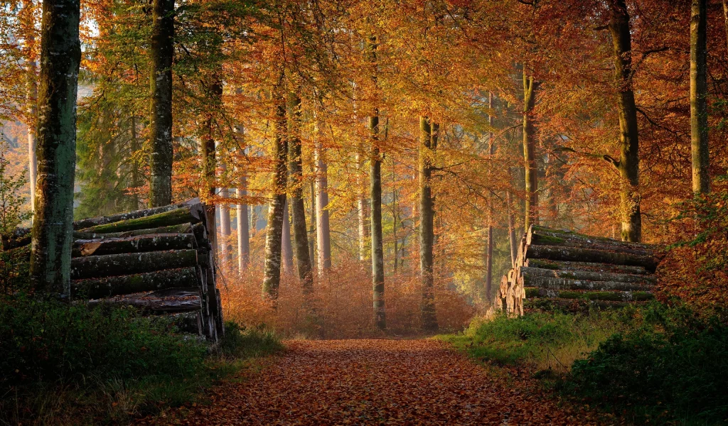 лес, осень, брёвна