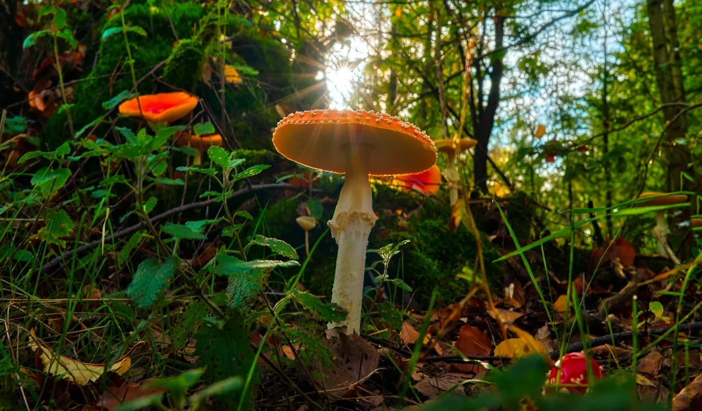 лес, мухомор