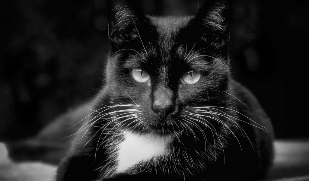 кот, чёрный, взгляд, животное