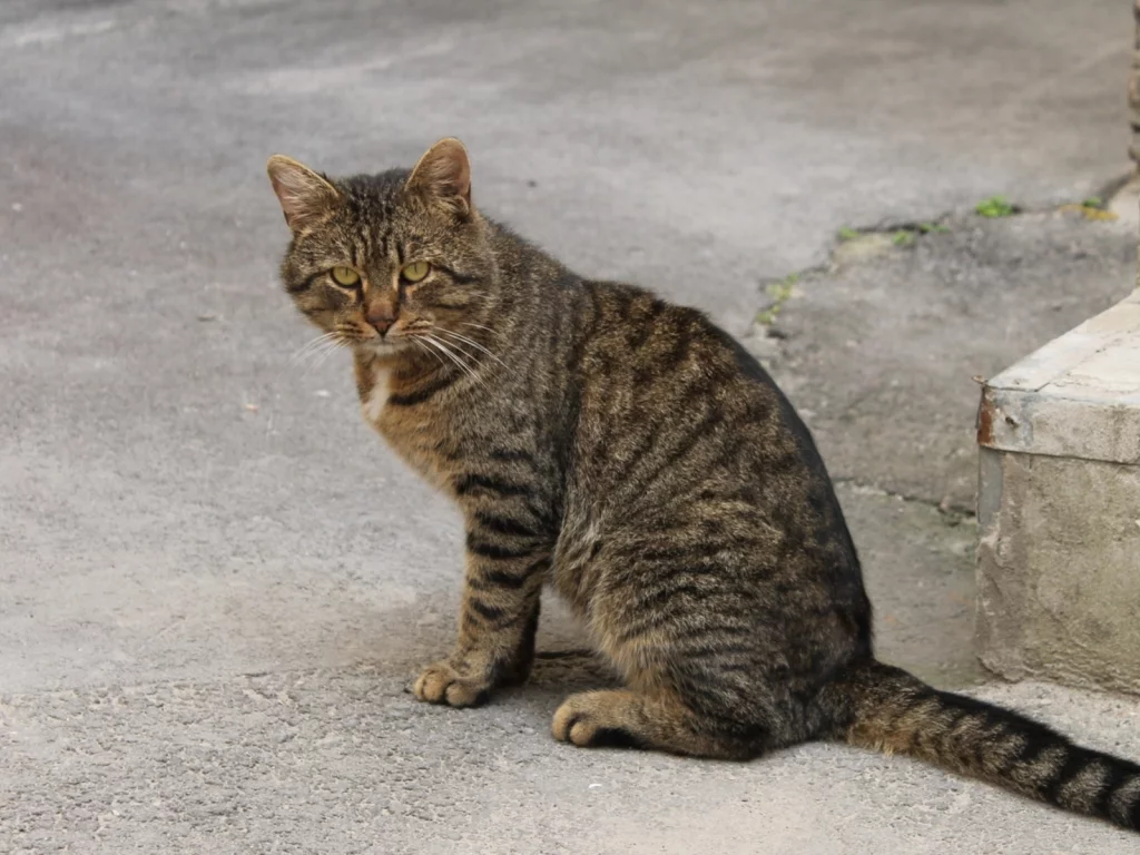 кошка, взгляд, животное