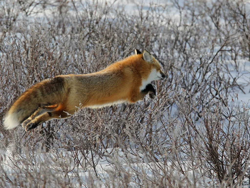 лиса, животные, снег