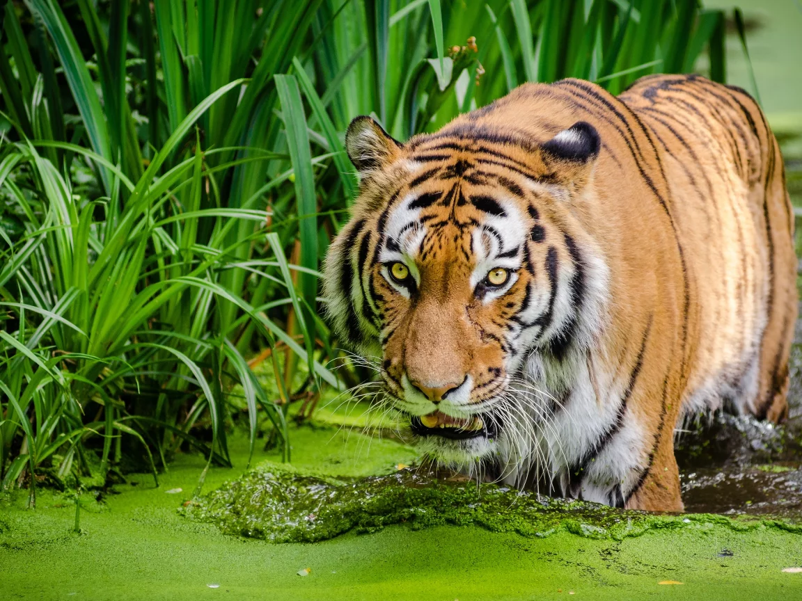 тигр, вода
