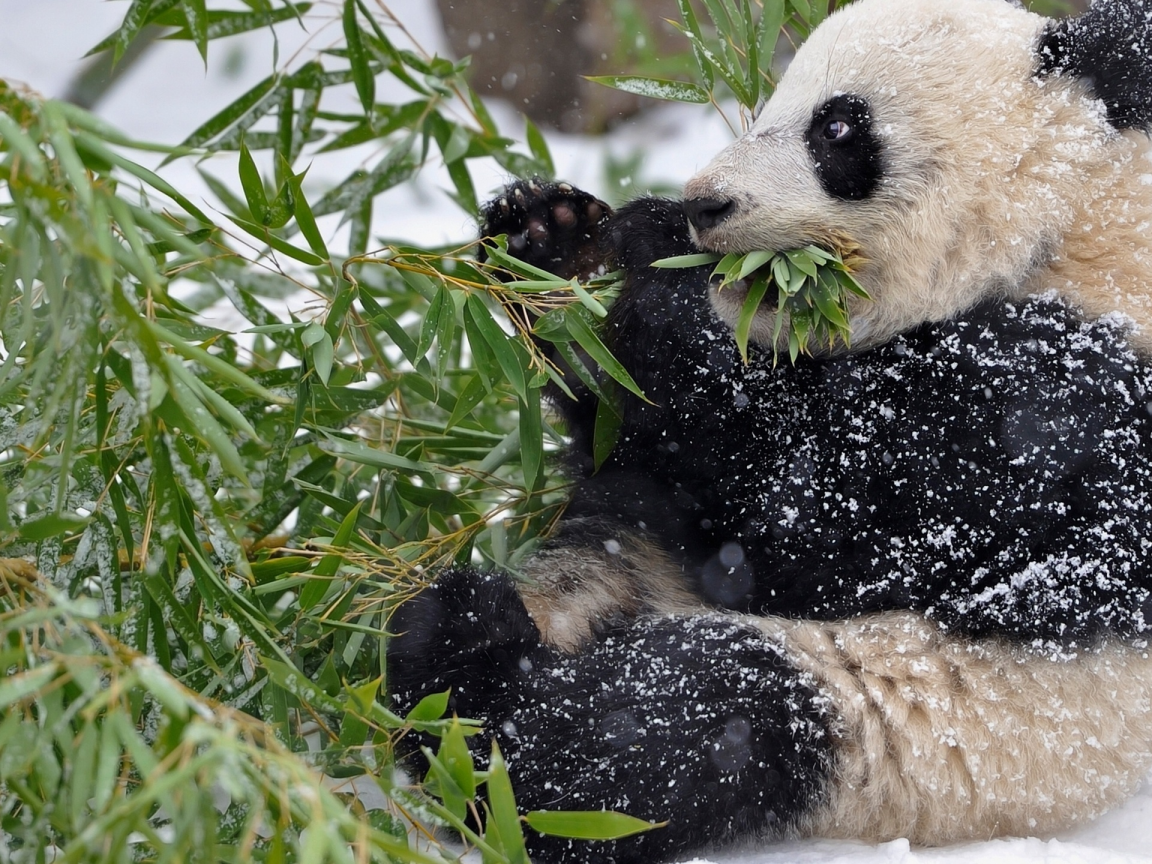 панда, бамбук