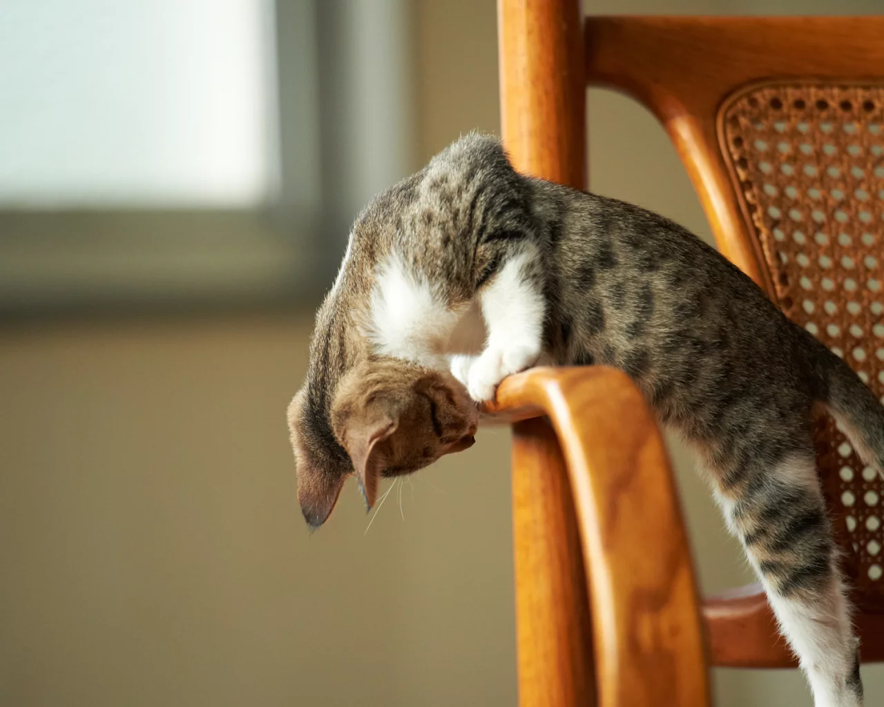 котёнок, играет