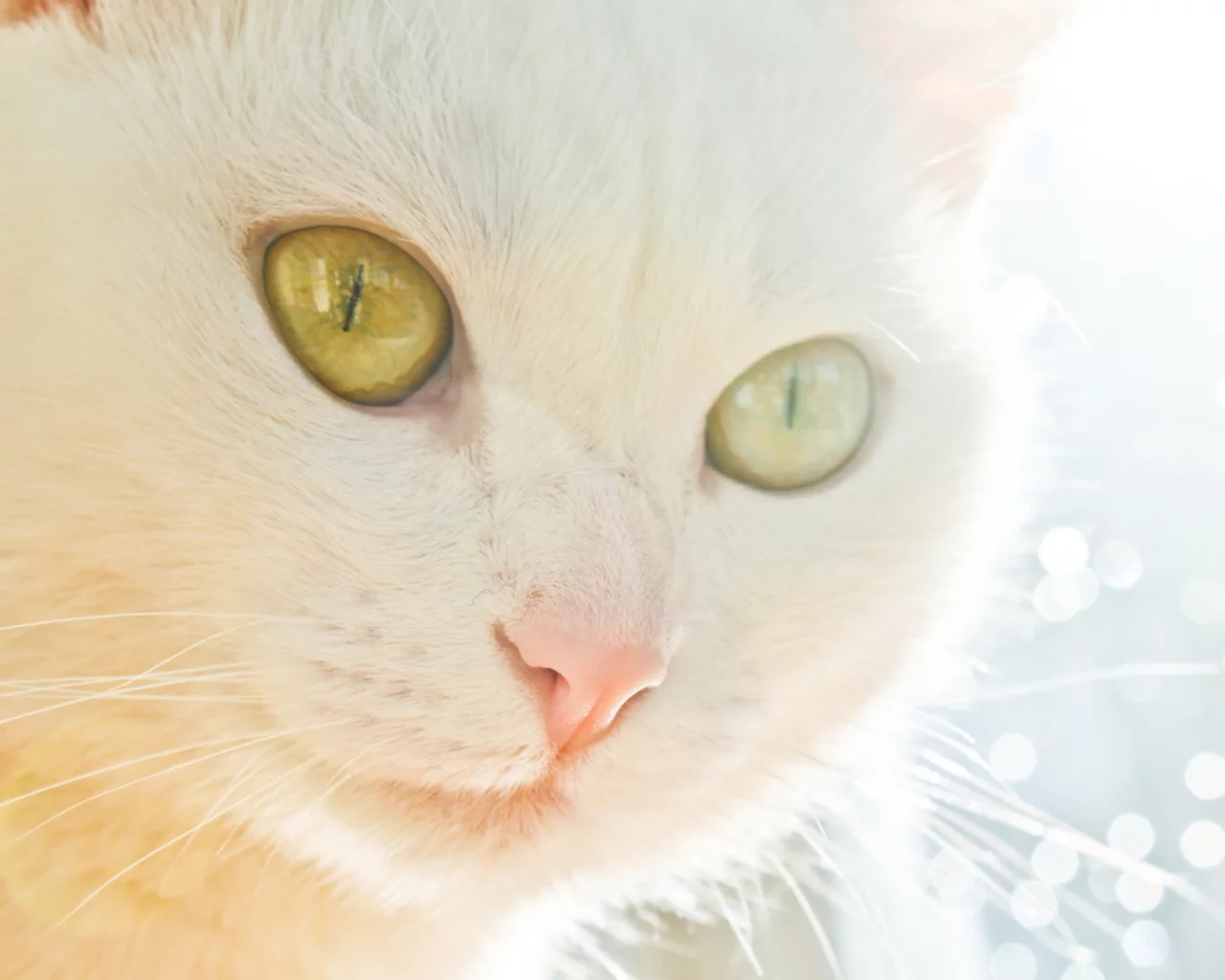 кошка, взгляд, животное