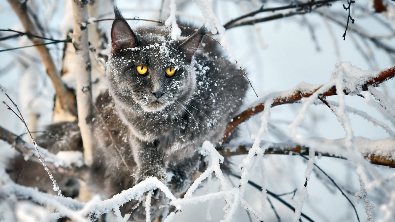 кот, взгляд, усы