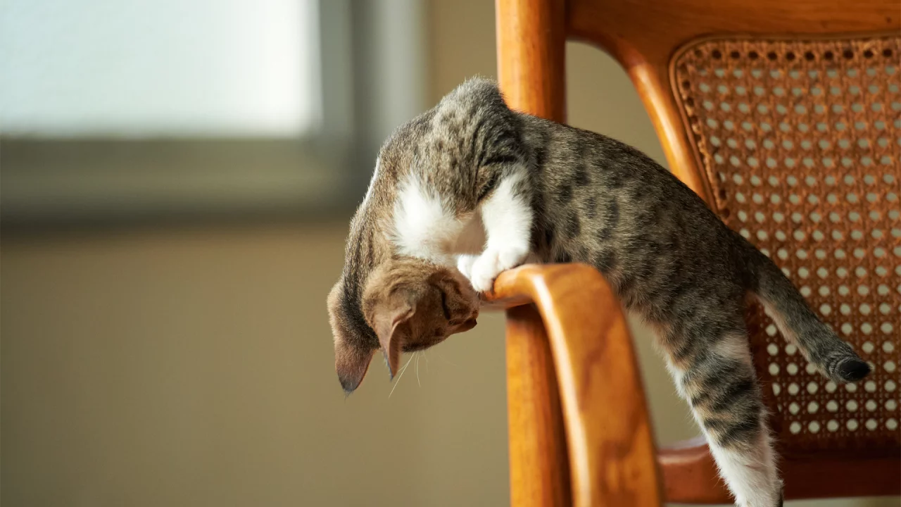 котёнок, играет