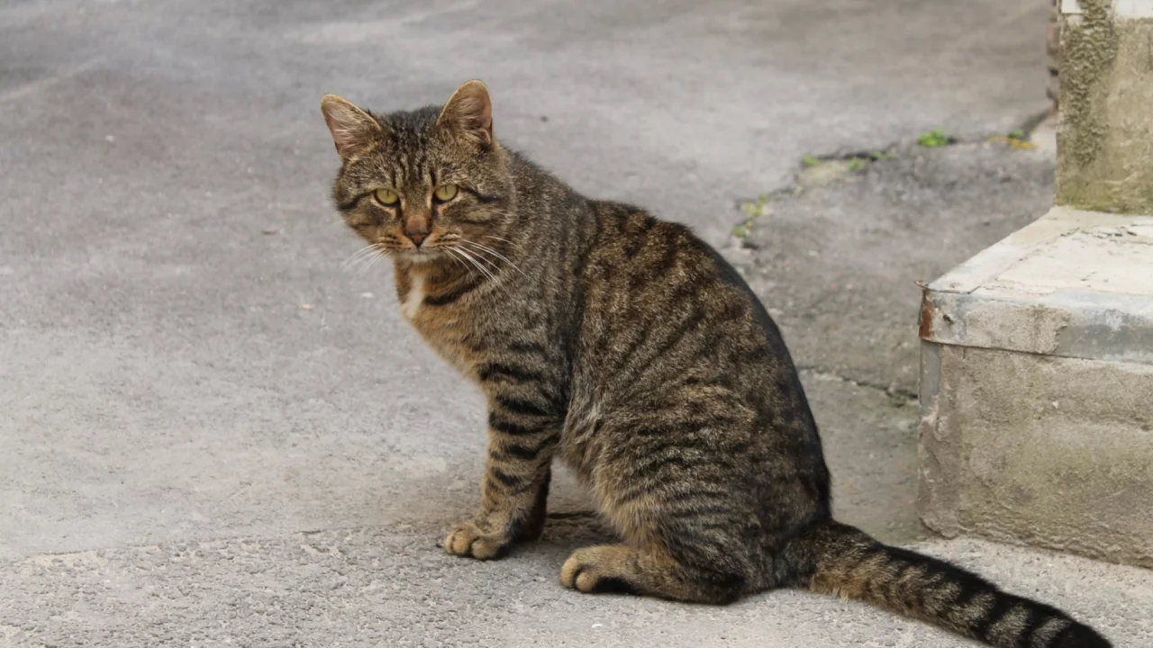 кошка, взгляд, животное