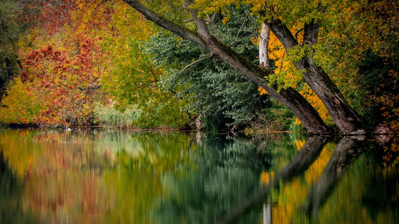 лес, вода
