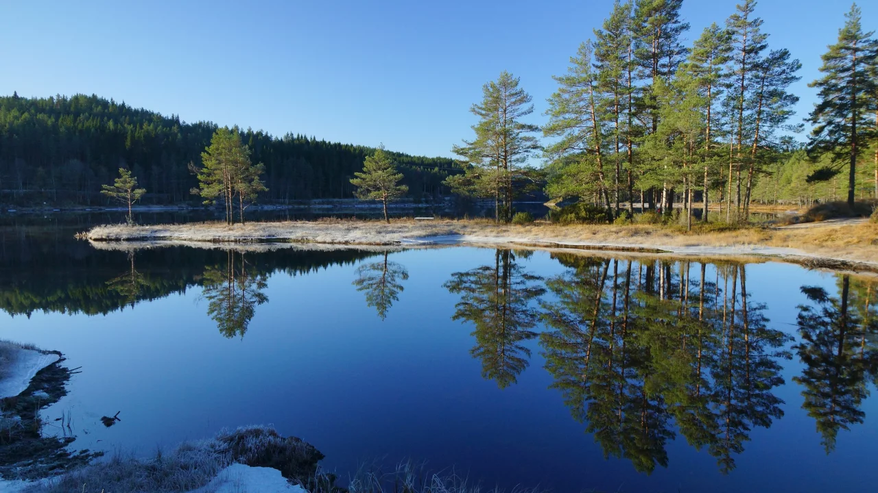 лес, река