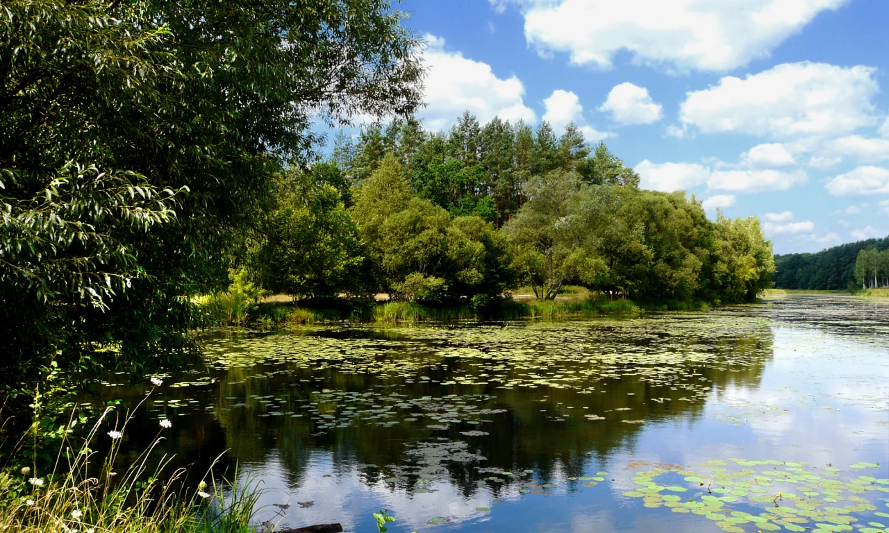 река, лес, облака