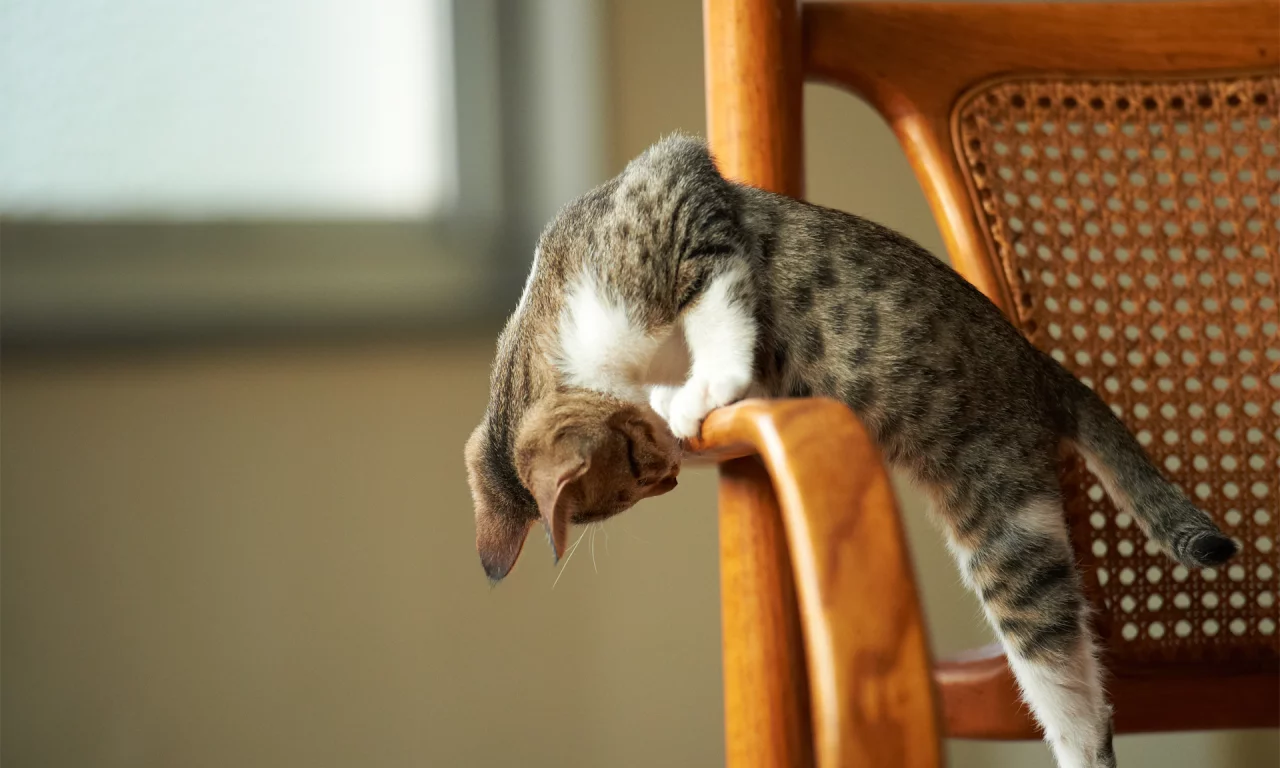 котёнок, играет
