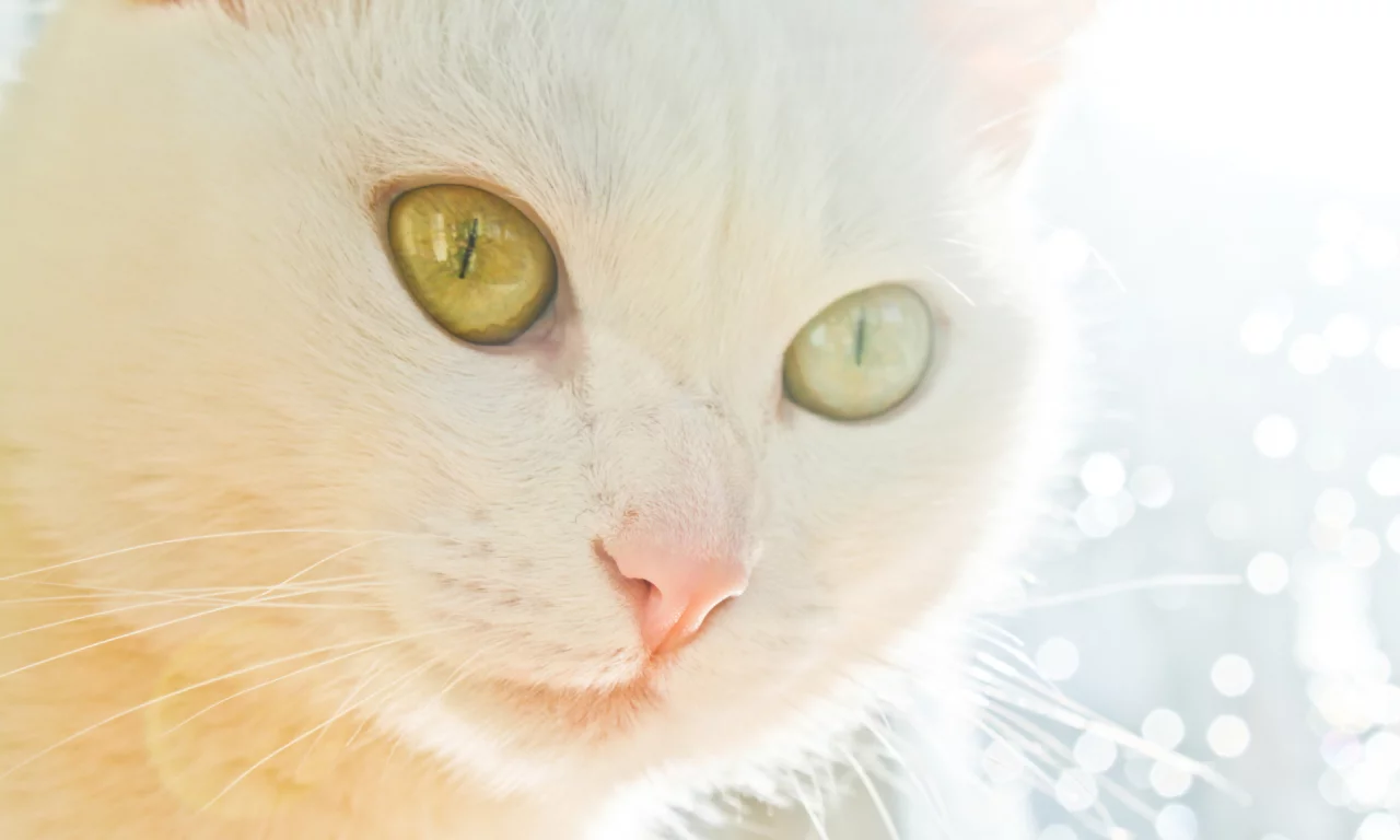 кошка, взгляд, животное