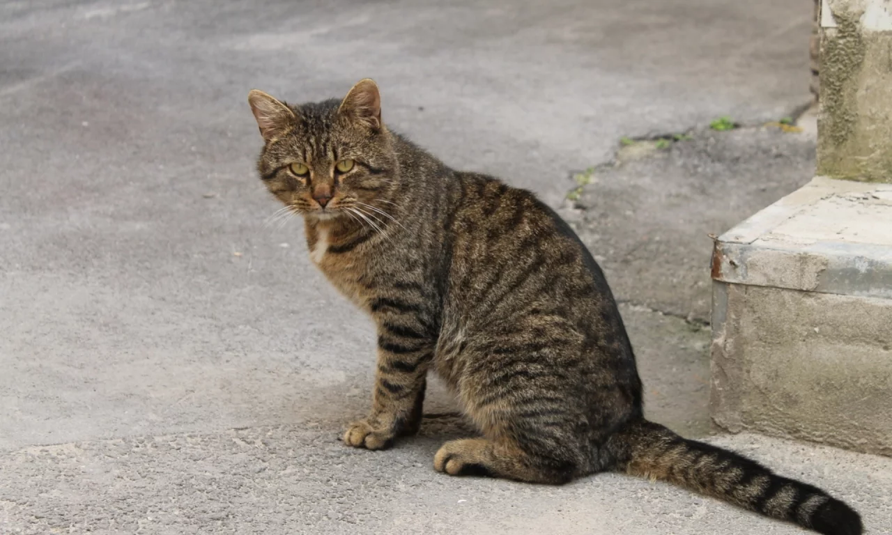 кошка, взгляд, животное