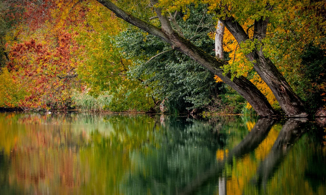 лес, вода