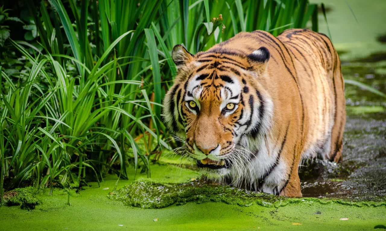 тигр, вода