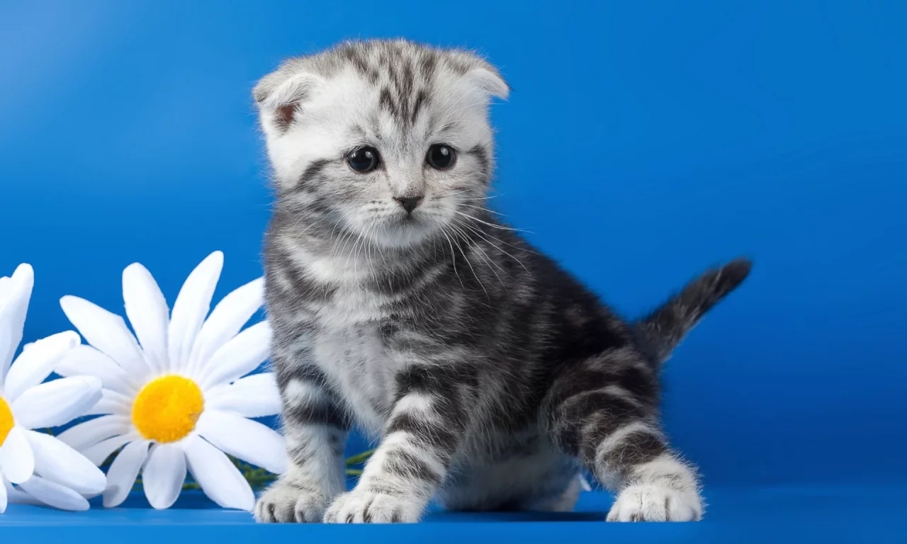 котёнок, маленький, вислоухий