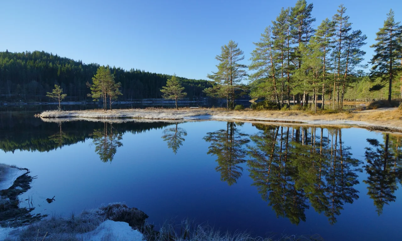 лес, река