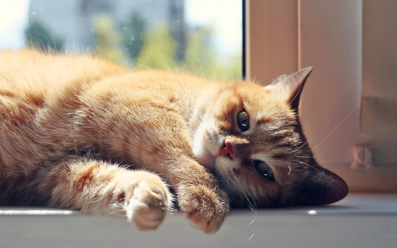 кошка, животные, лежит, уши