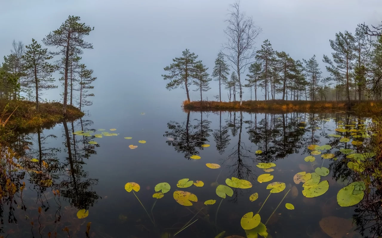 вода, деревья
