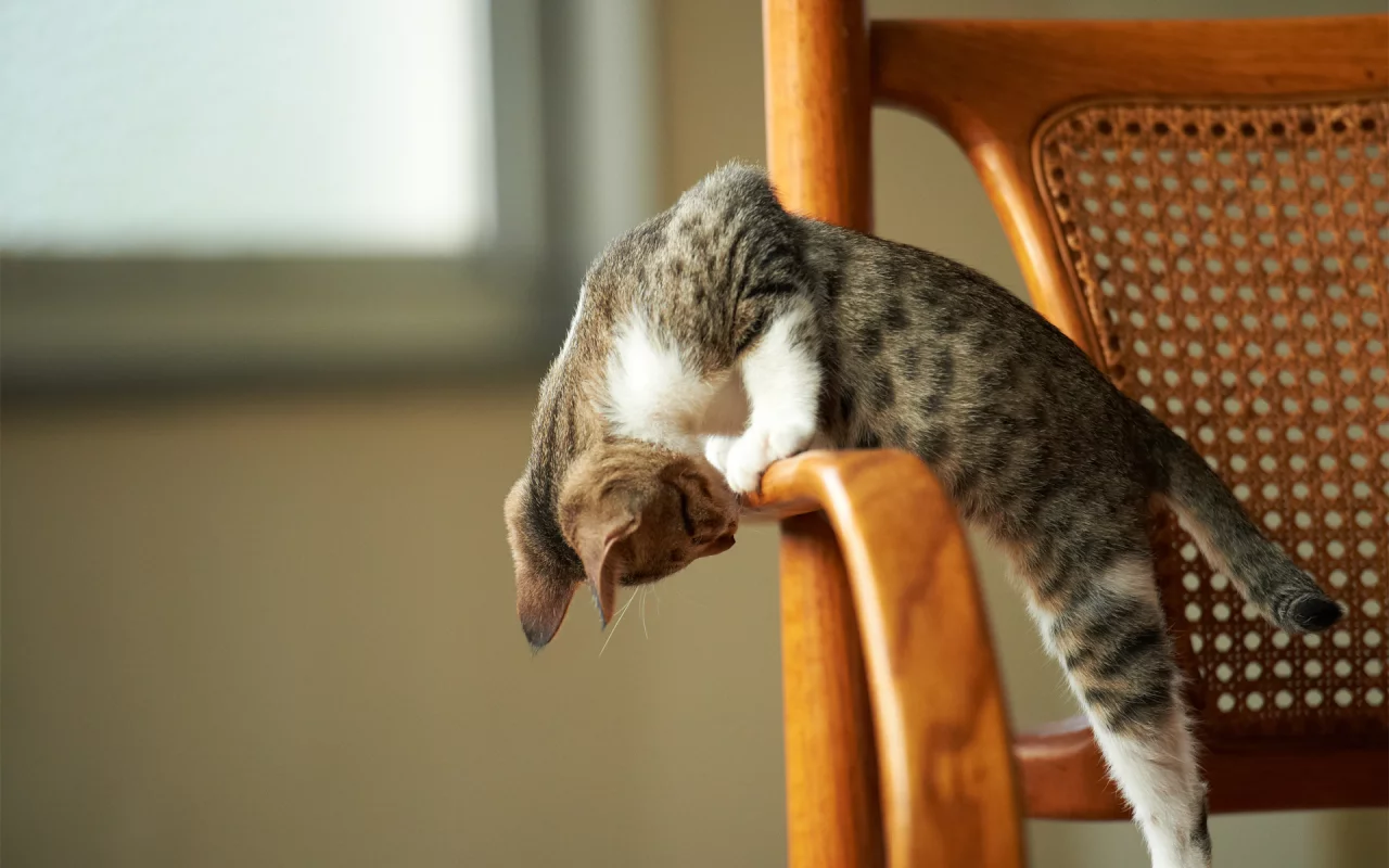 котёнок, играет