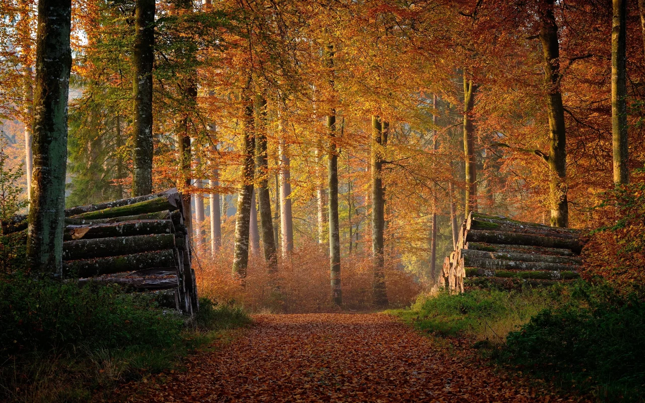 лес, осень, брёвна