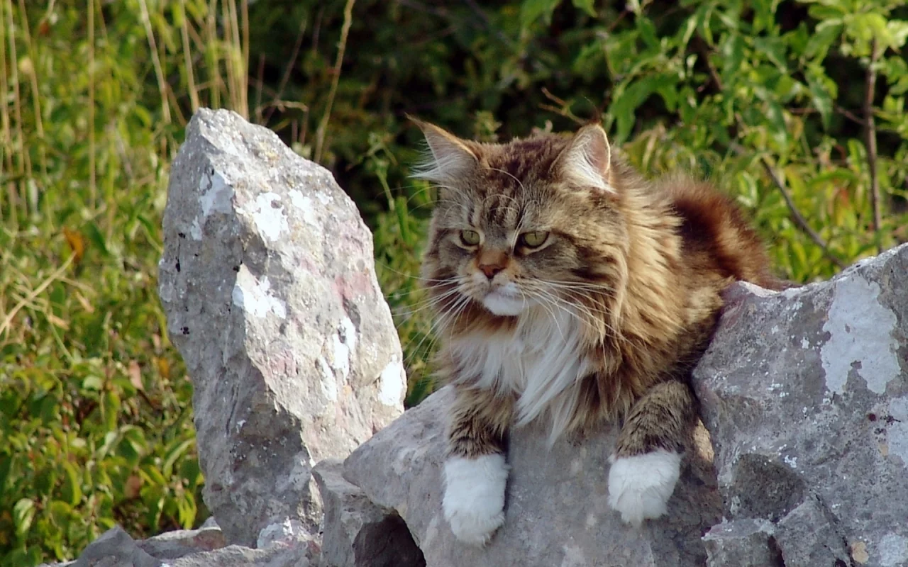 кот, животное, на природе