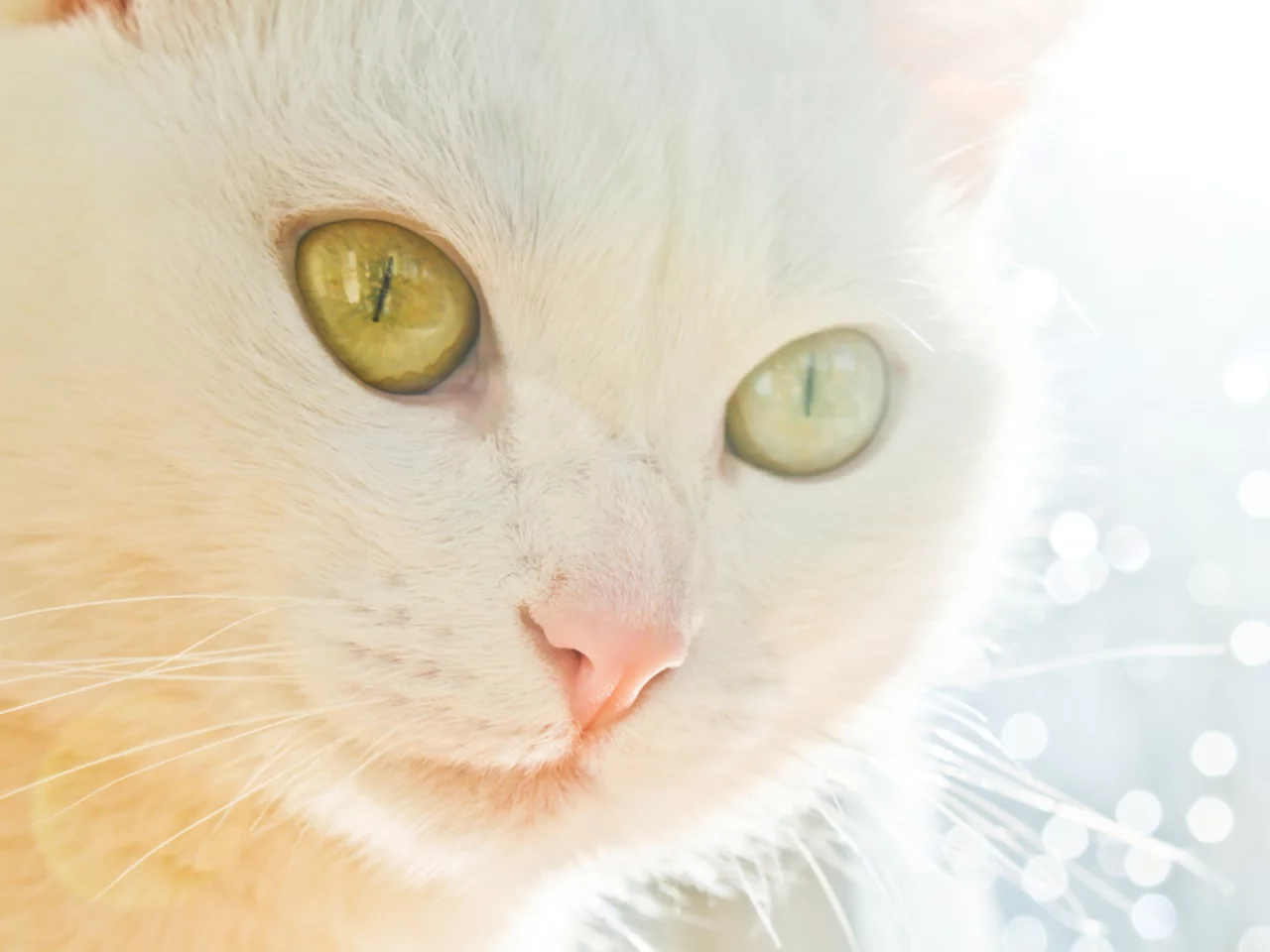 кошка, взгляд, животное