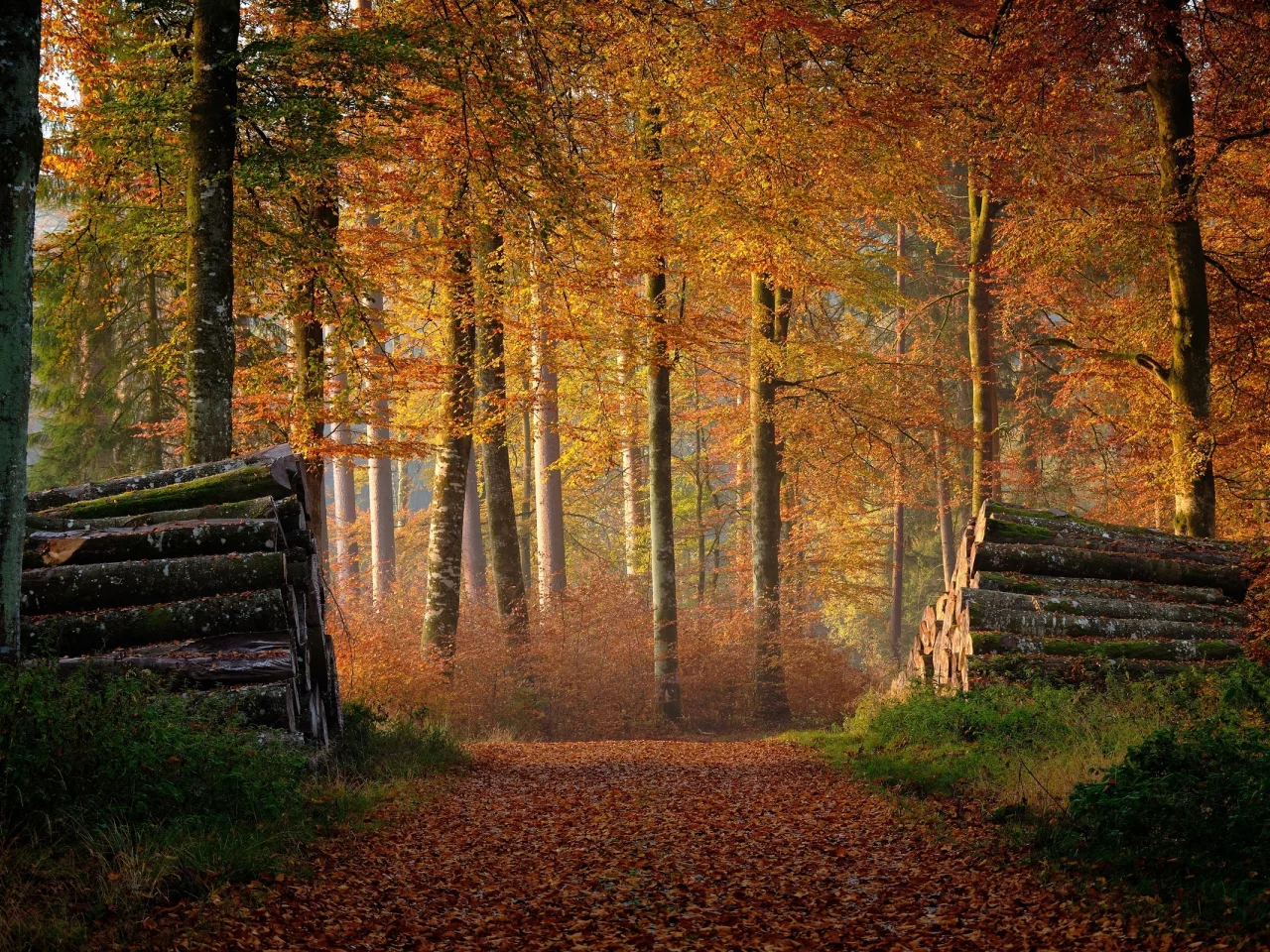 лес, осень, брёвна