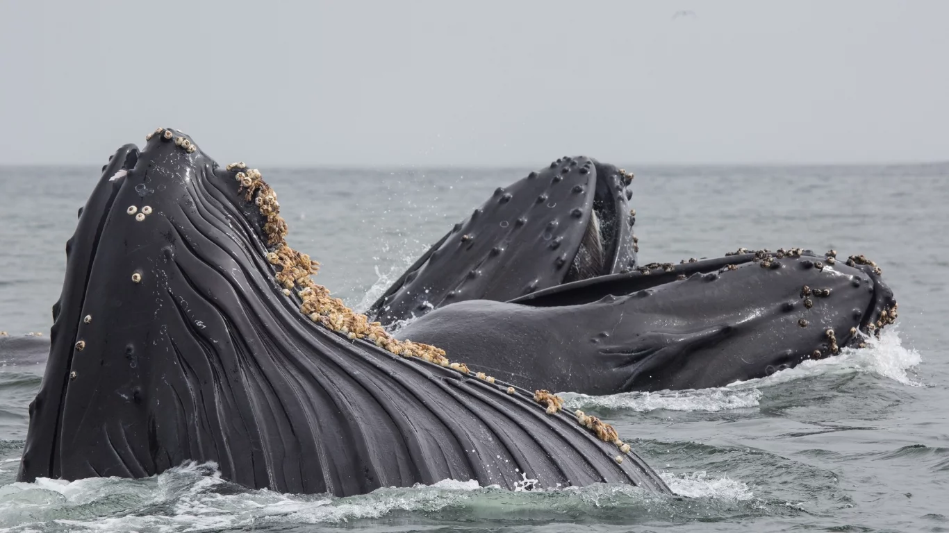 киты, море