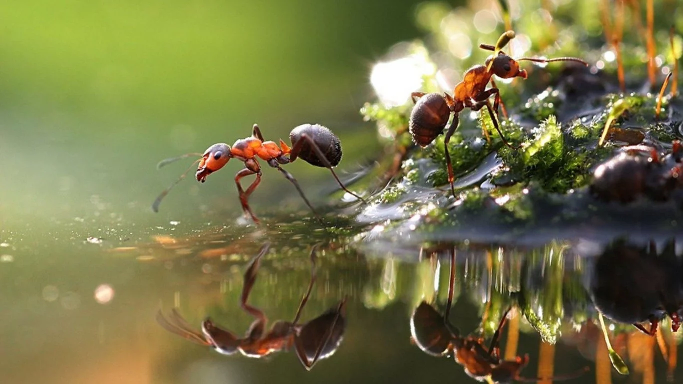 муравьи, вода