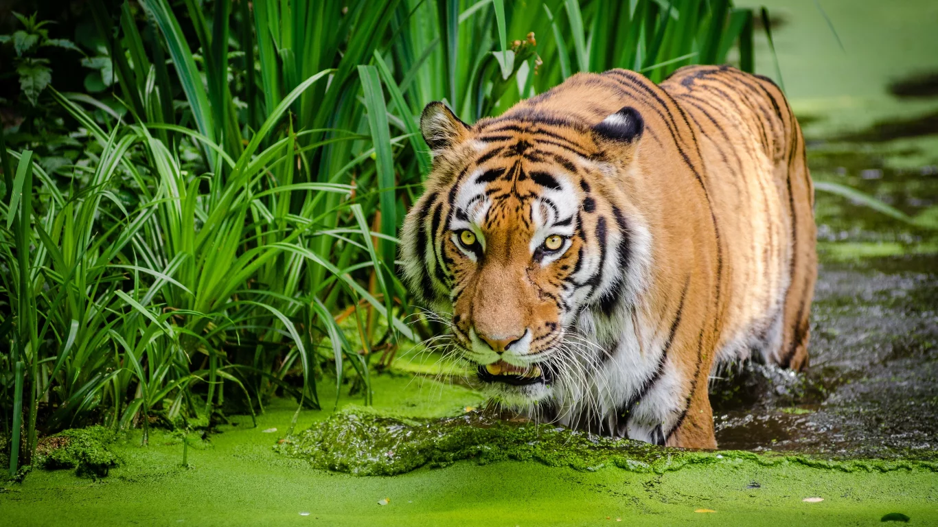 тигр, вода