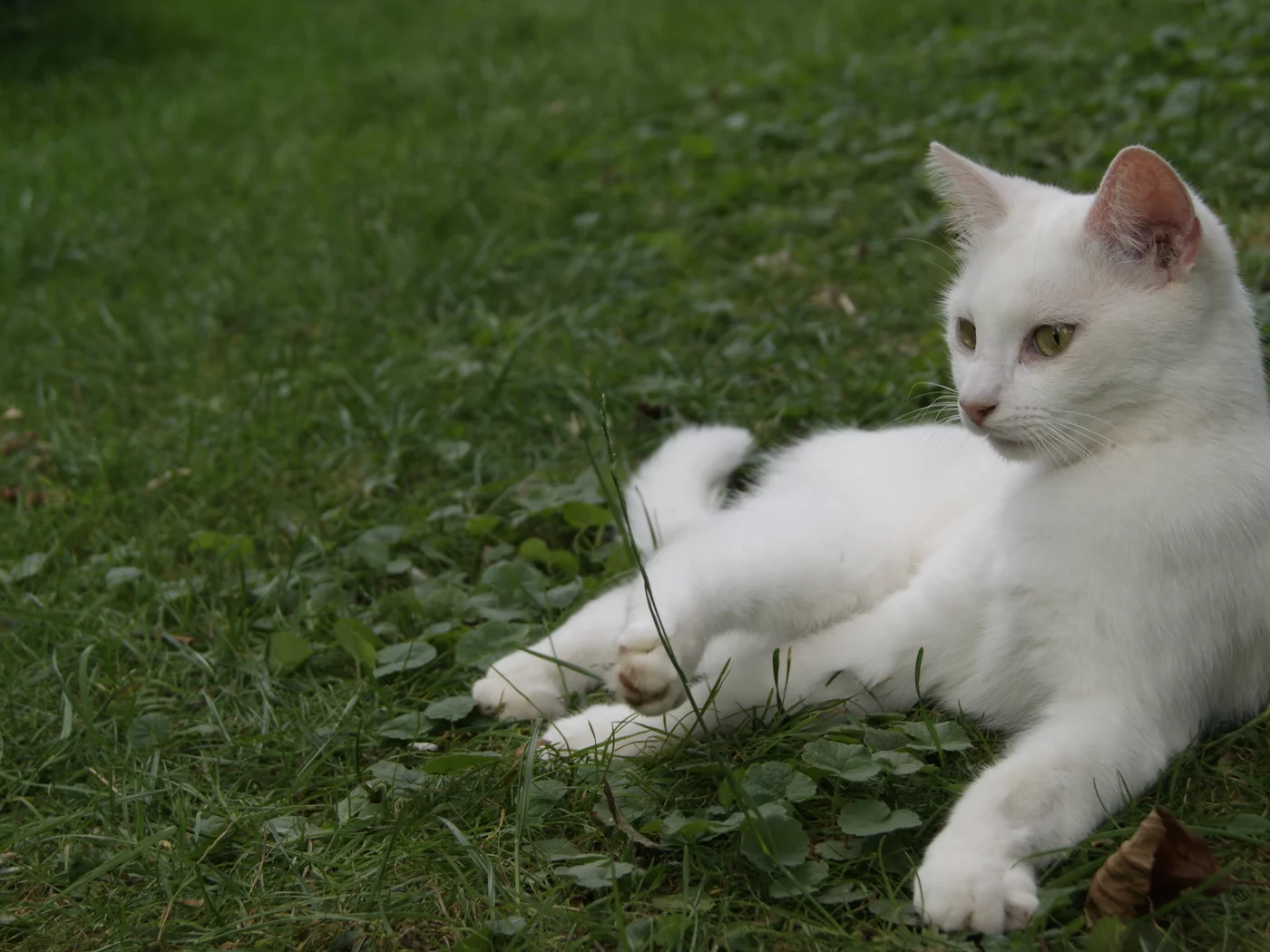 кошка, животные, взгляд, уши