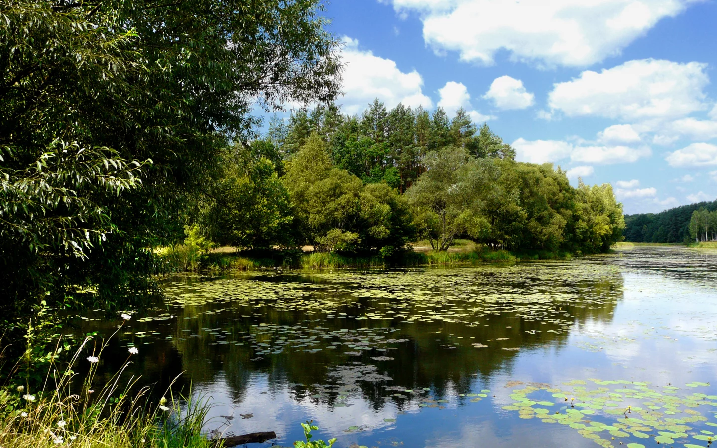 река, лес, облака