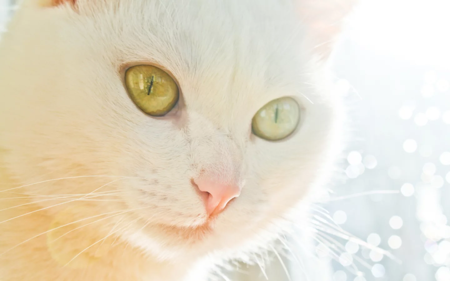 кошка, взгляд, животное