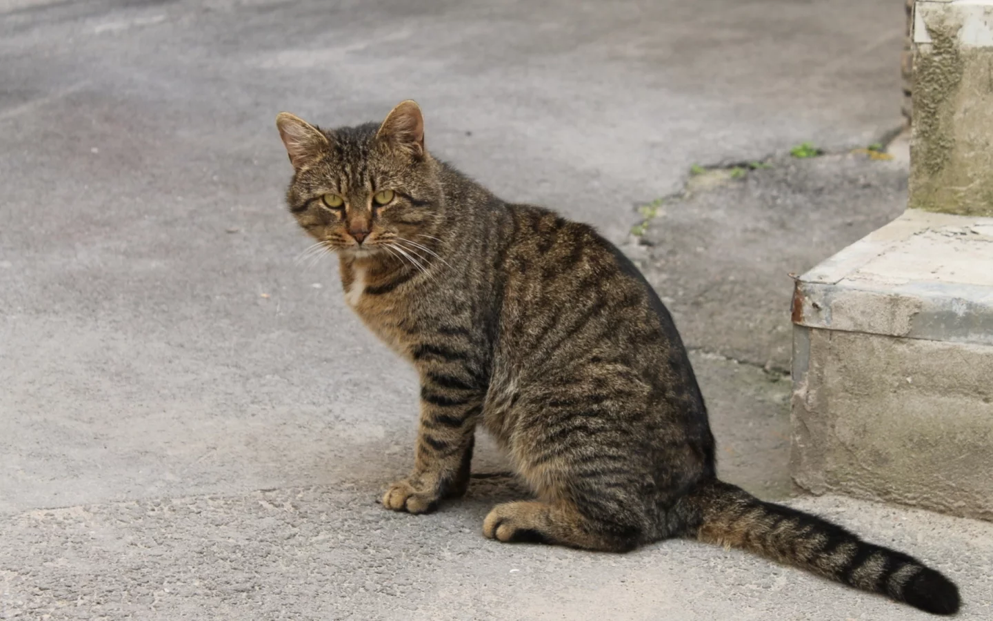 кошка, взгляд, животное